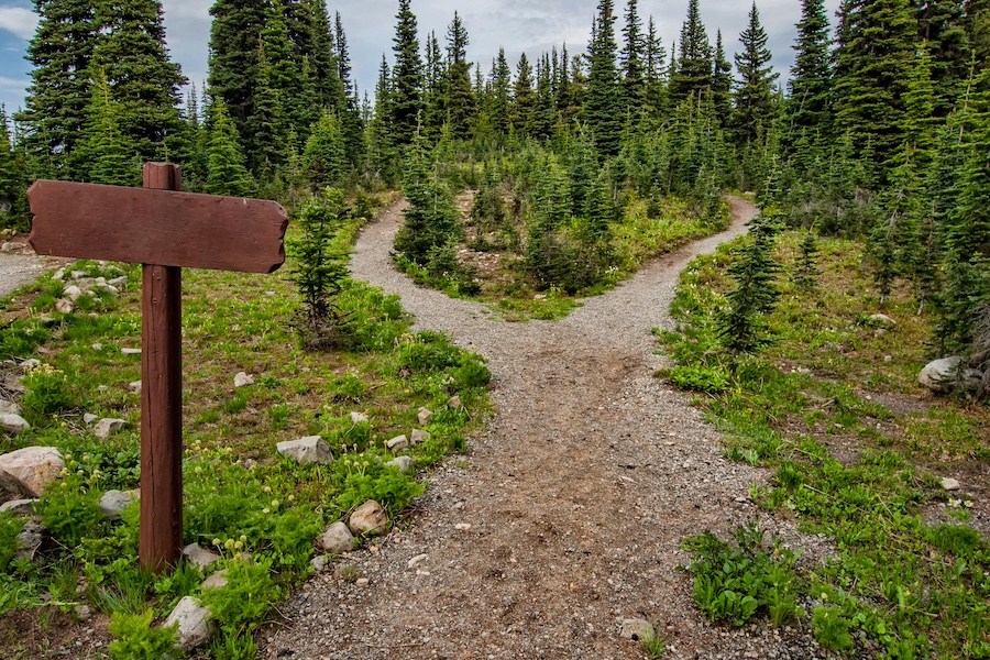 A nature path with a choice between two future paths.